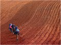 876 - planting potatoes - SLADIC NIKO - slovenia